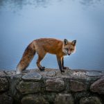 renard devant un lac