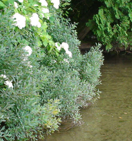 Myrique baumier, une plante de choix pour les bandes riveraines