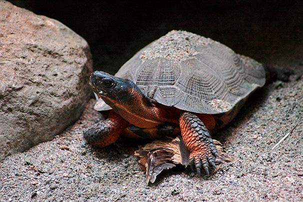 Tortue des bois