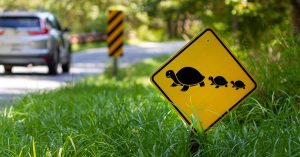 Panneau routier de traverse des bébés tortues