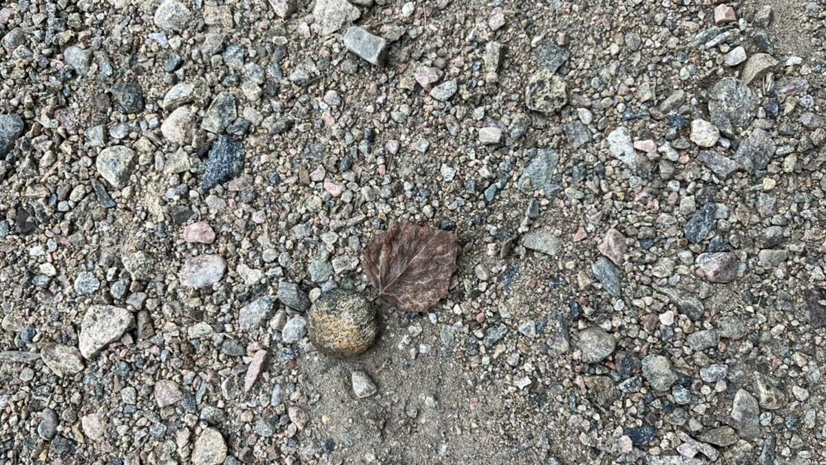 Bébé tortue des bois à l'éclosion.