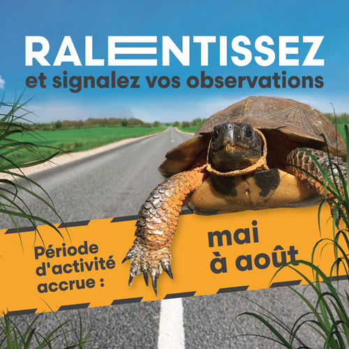 Affiche d'avertissement pour la tortue des bois