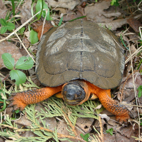 tortue-des-bois-specimen