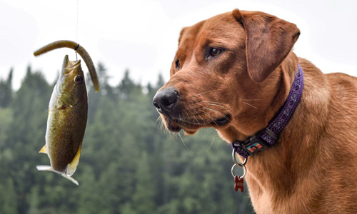 Un chien à la pêche regarde un poisson